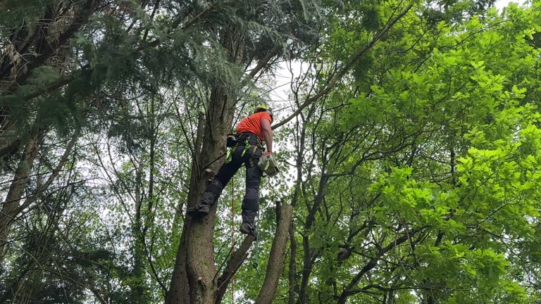 Trusted Beulaville, NC Tree Services Experts